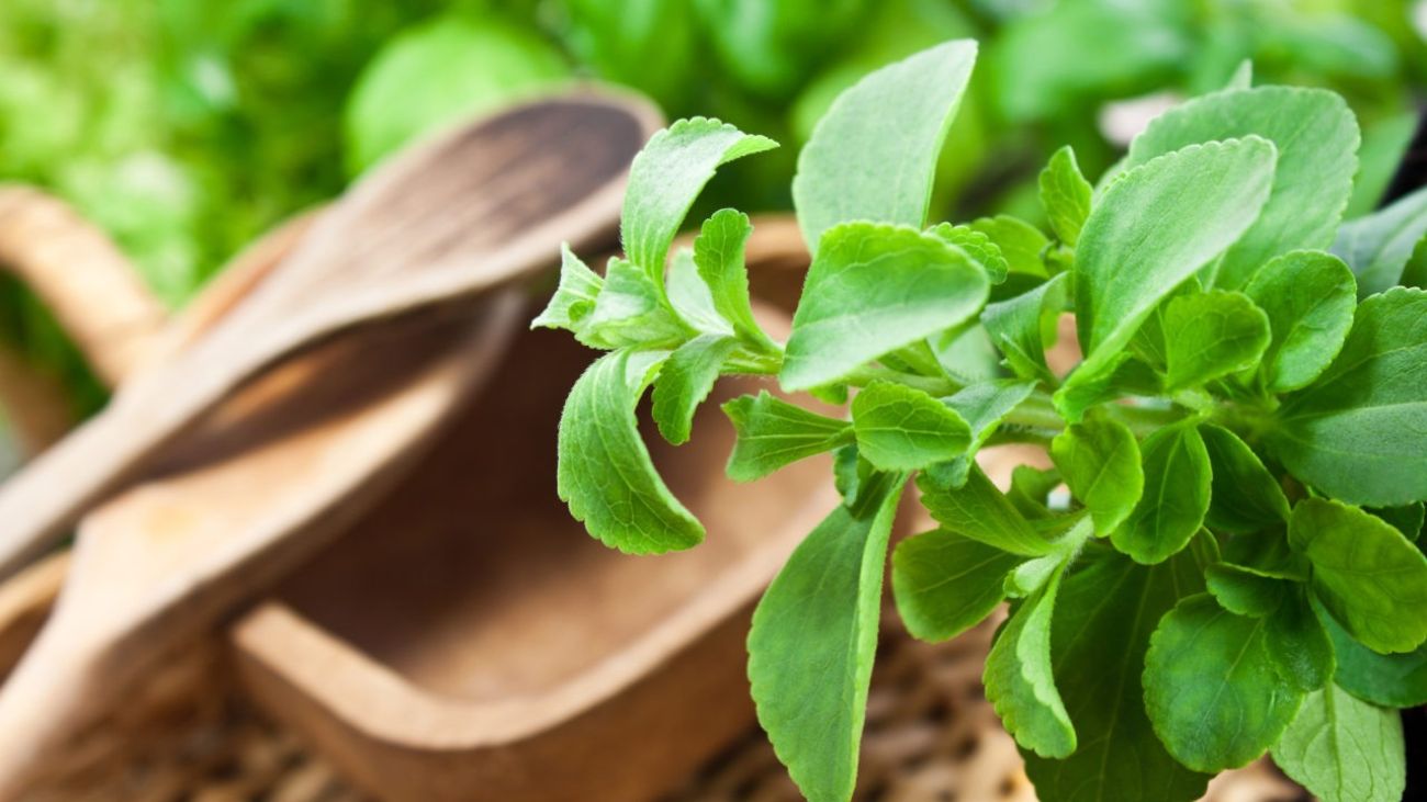 Birkenzucker bei Fruktoseintoleranz, Stevia-Pflanze