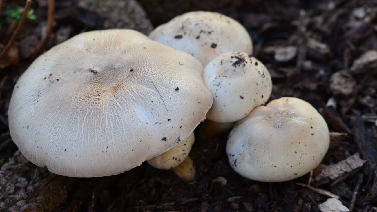 Durchfall durch Champignons, ein giftiger Karbol-Champignon