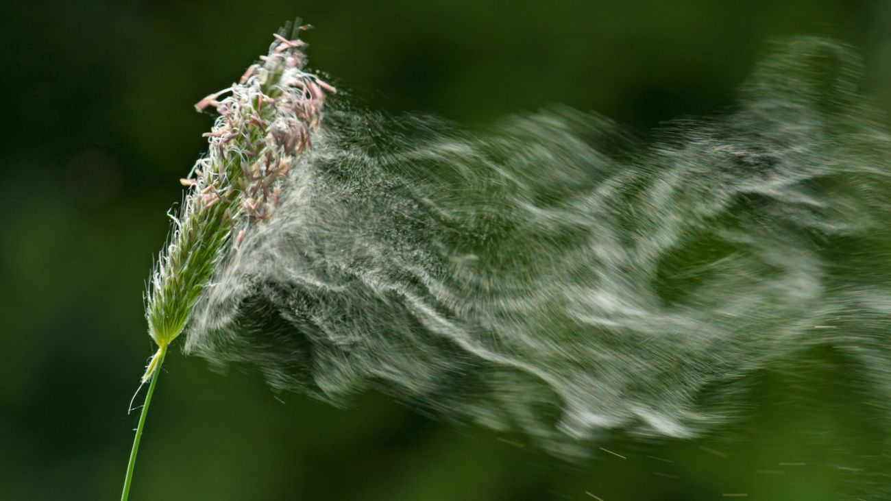 Durchfall durch Trauben, Wind weht Graspollen davon