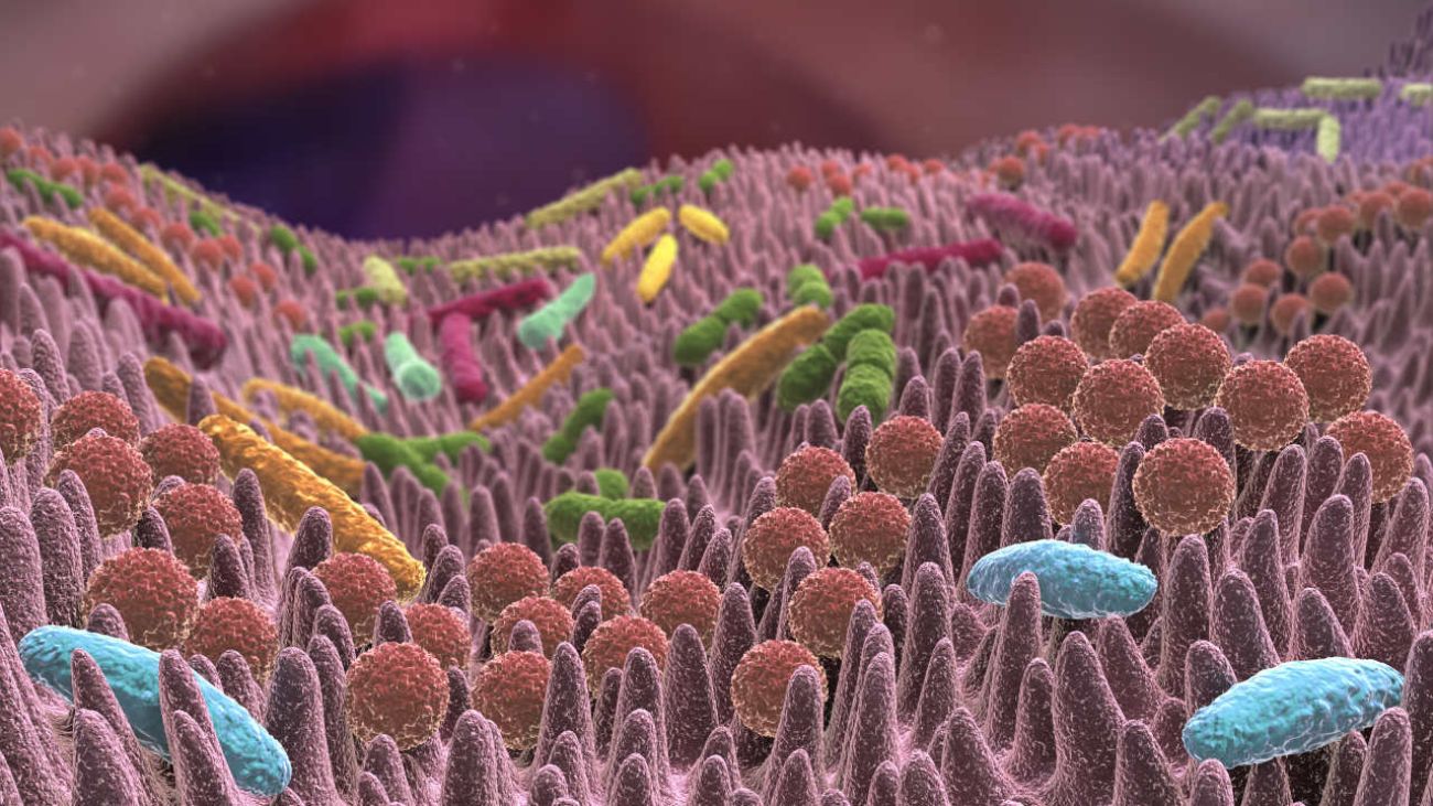Darm und Immunsystem, Bakterien im Darm