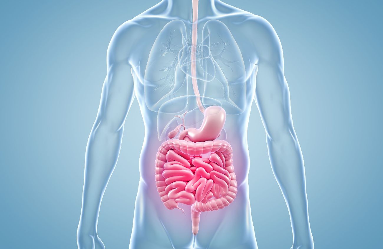 Wie funktioniert unsere Verdauung, anatomisches Schaubild des Magen-Darm-Trakts eines Mannes