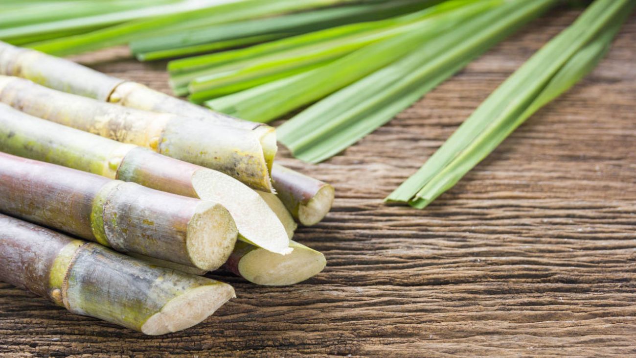 Zucker und Darmflora, einige Stangen Zuckerrohr