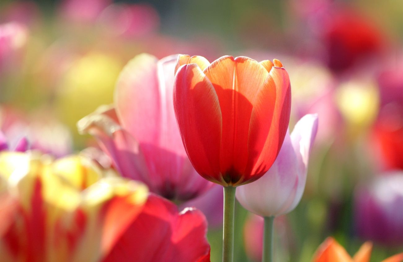 Zwiebel-Allergie, Nahaufnahme einer Tulpe, im Hintergrund noch mehr Tulpen