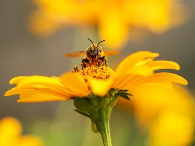 Bienenstich-Reaktion, eine Biene sitzt auf einer Blüte