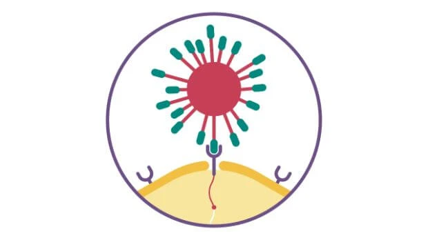 COVID-19 und der Magen-Darm-Trakt; Das Schlüssel-Schloss-Prinzip ab Beispiel einer Coronavirus-Infektion