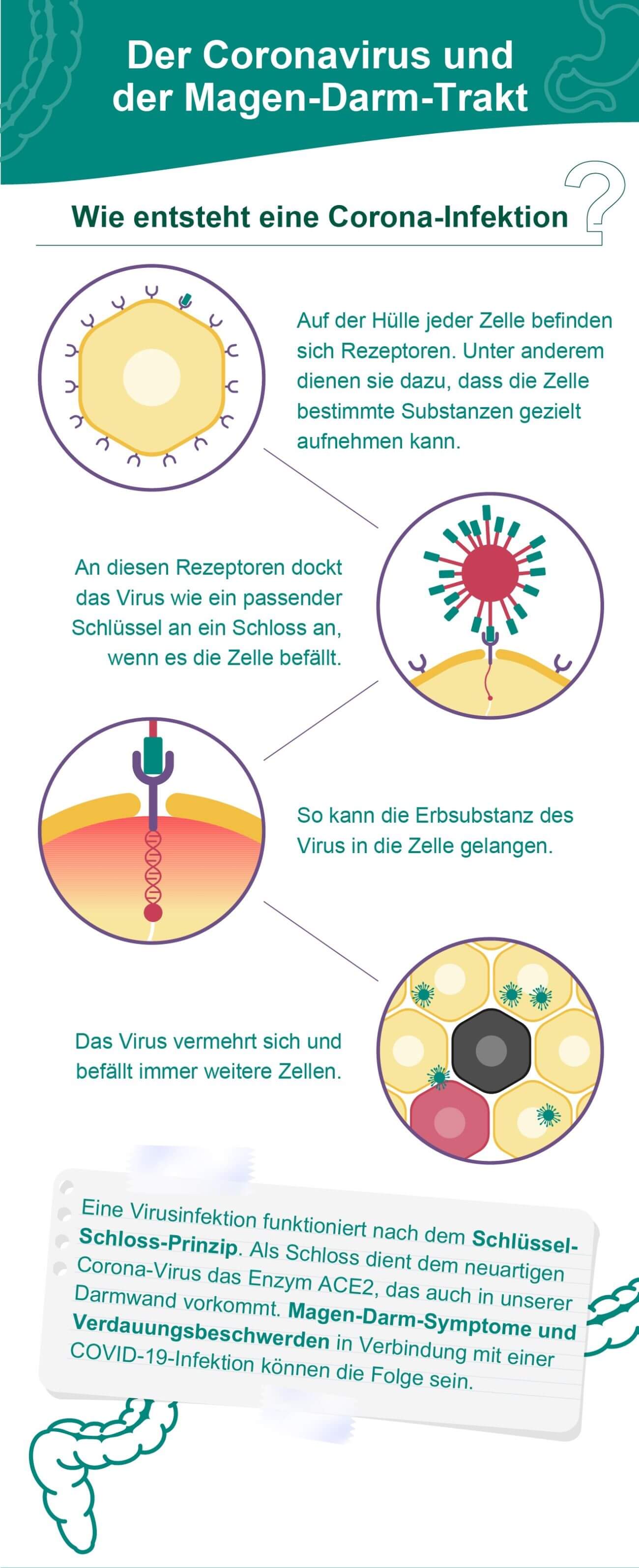 Infografik über den Einfluss von Covid-19 auf den Magen-Darm-Trakt