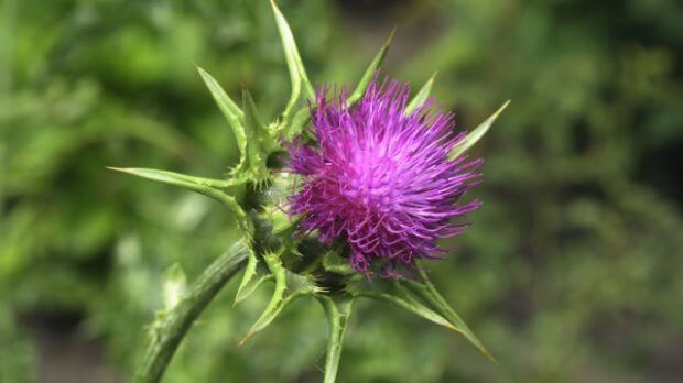 Abnehmen mit Mariendistel, Blüte einer Mariendistel